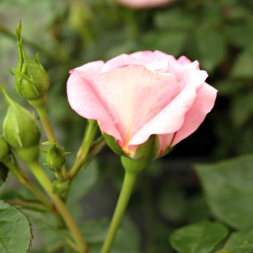 Rosa  Portofino™ - różowy  - Róże pienne - z drobnymi kwiatami - korona zwarta